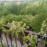Продается 3 - х комнатная квартира, пр. Мира арт 2321