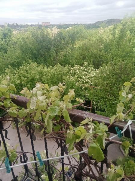 Продается 3 - х комнатная квартира, пр. Мира арт 2321
